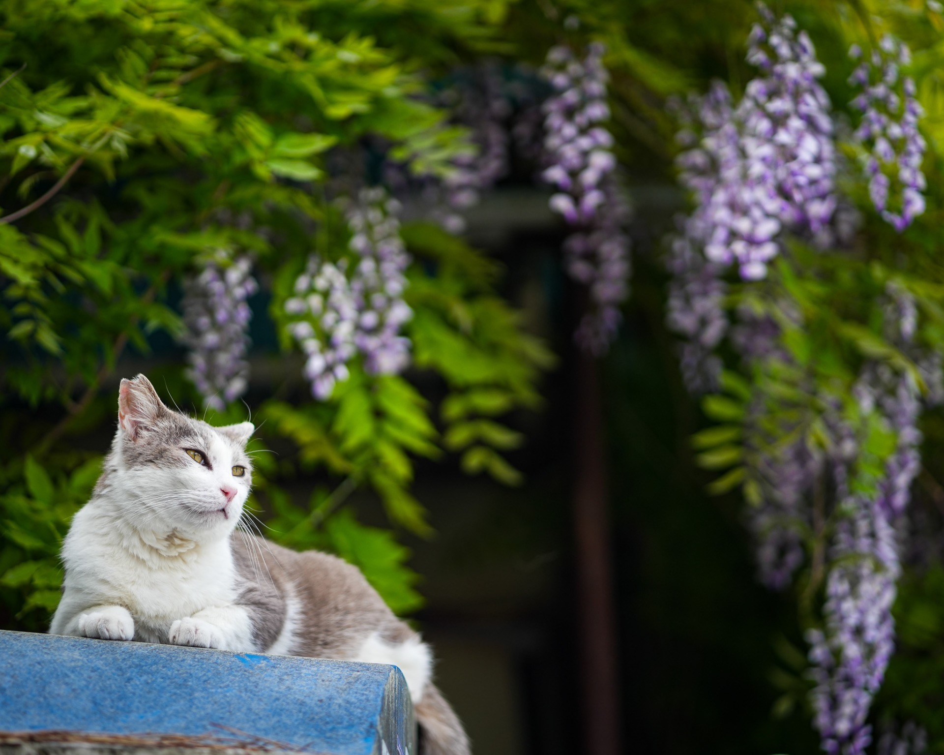 藤の花と猫さん