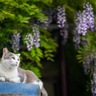 藤の花と猫さん