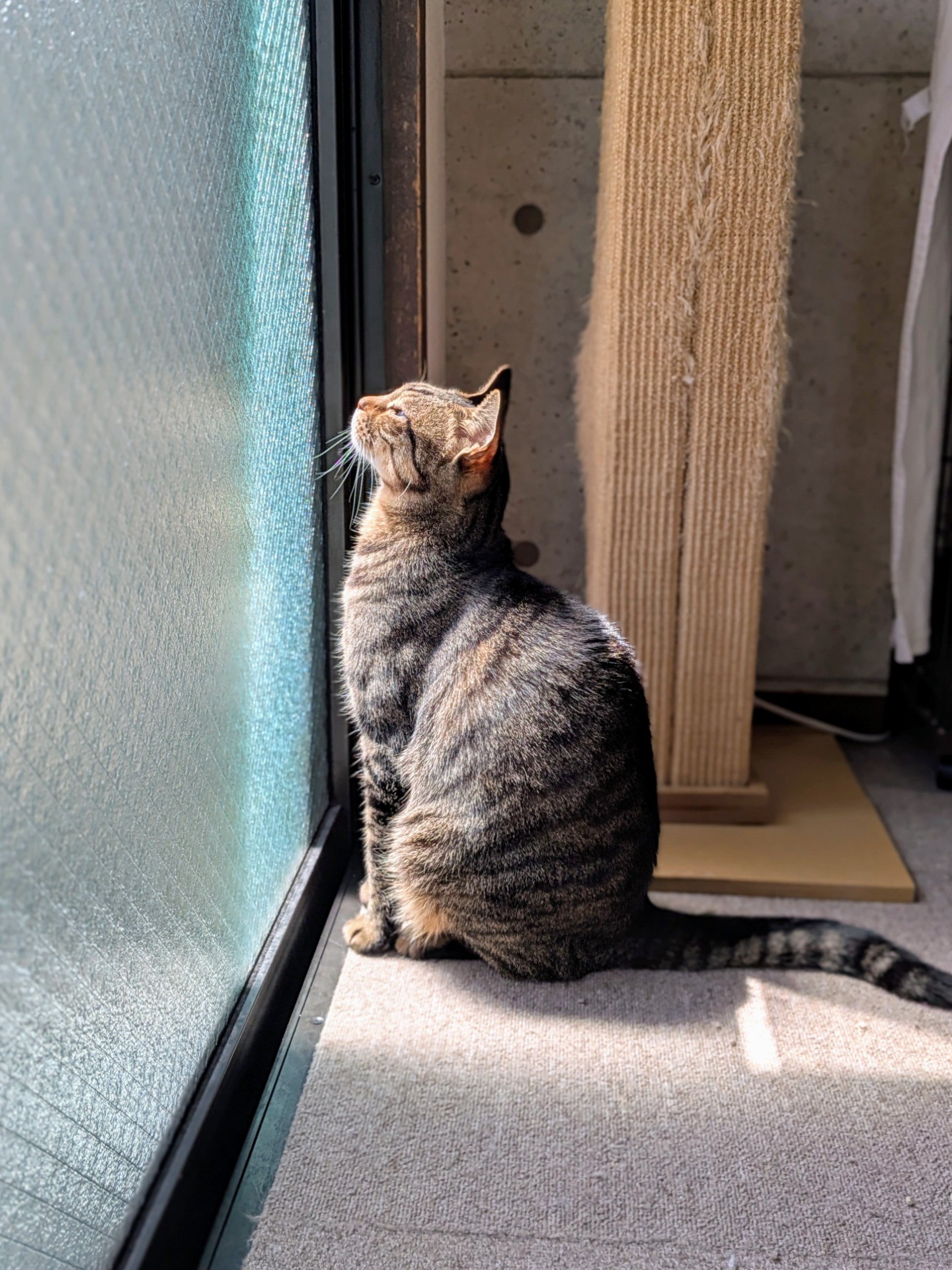 太陽エネルギーチャージ中？