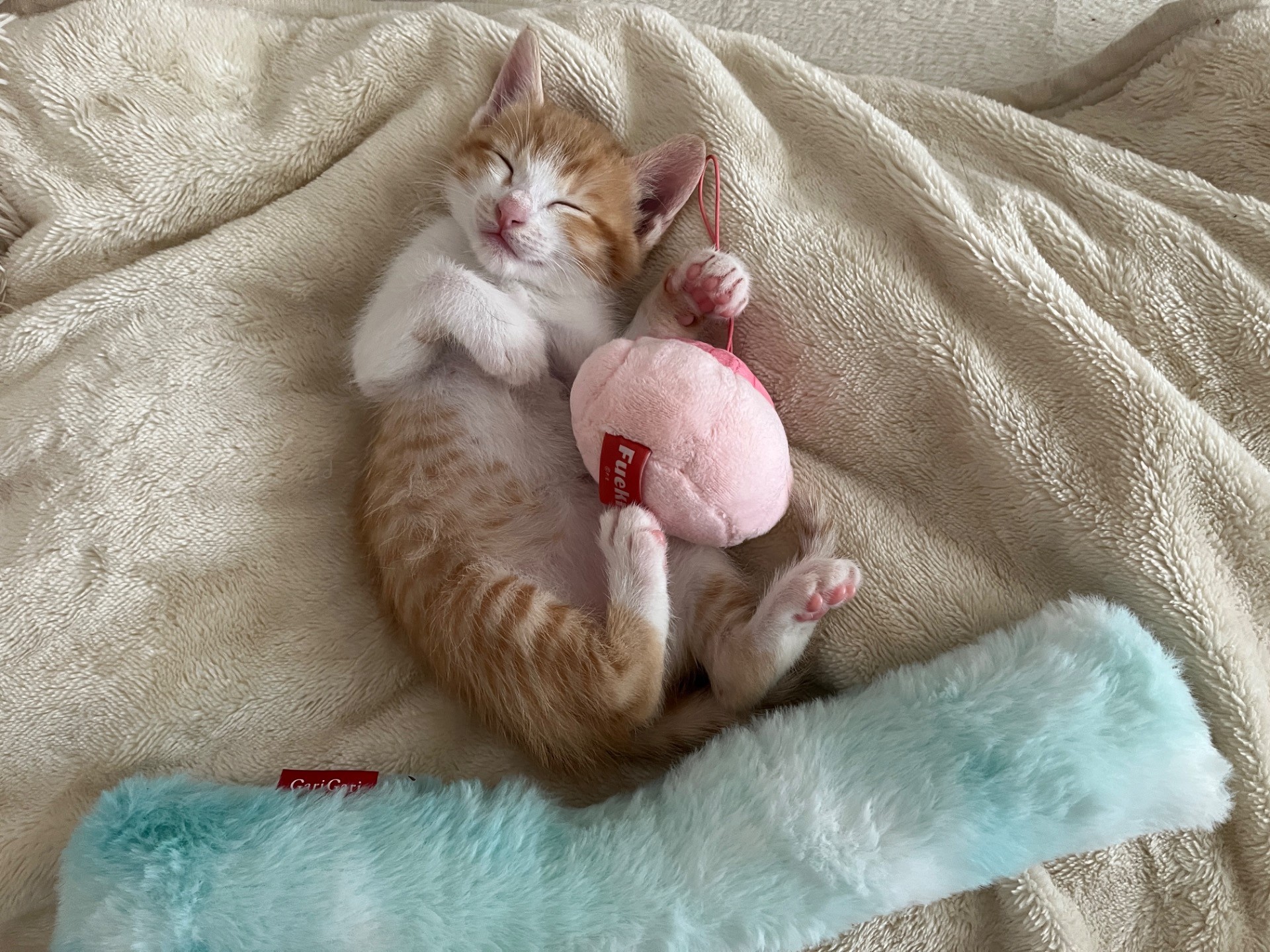 いのちつないだにゃんこ