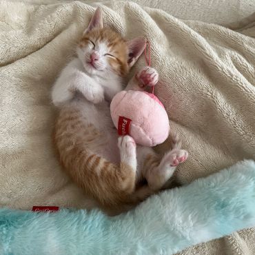 いのちつないだにゃんこ
