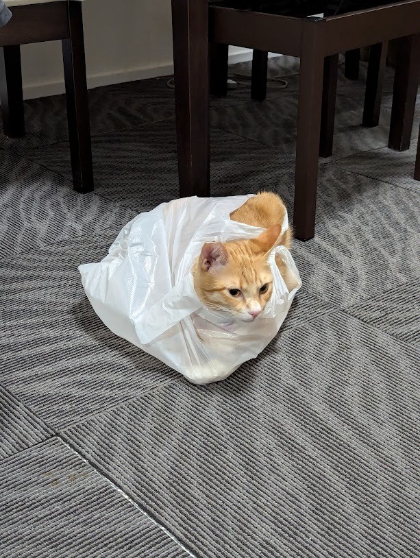 袋がどんなに小さくても、絶対に入るワトソン♪