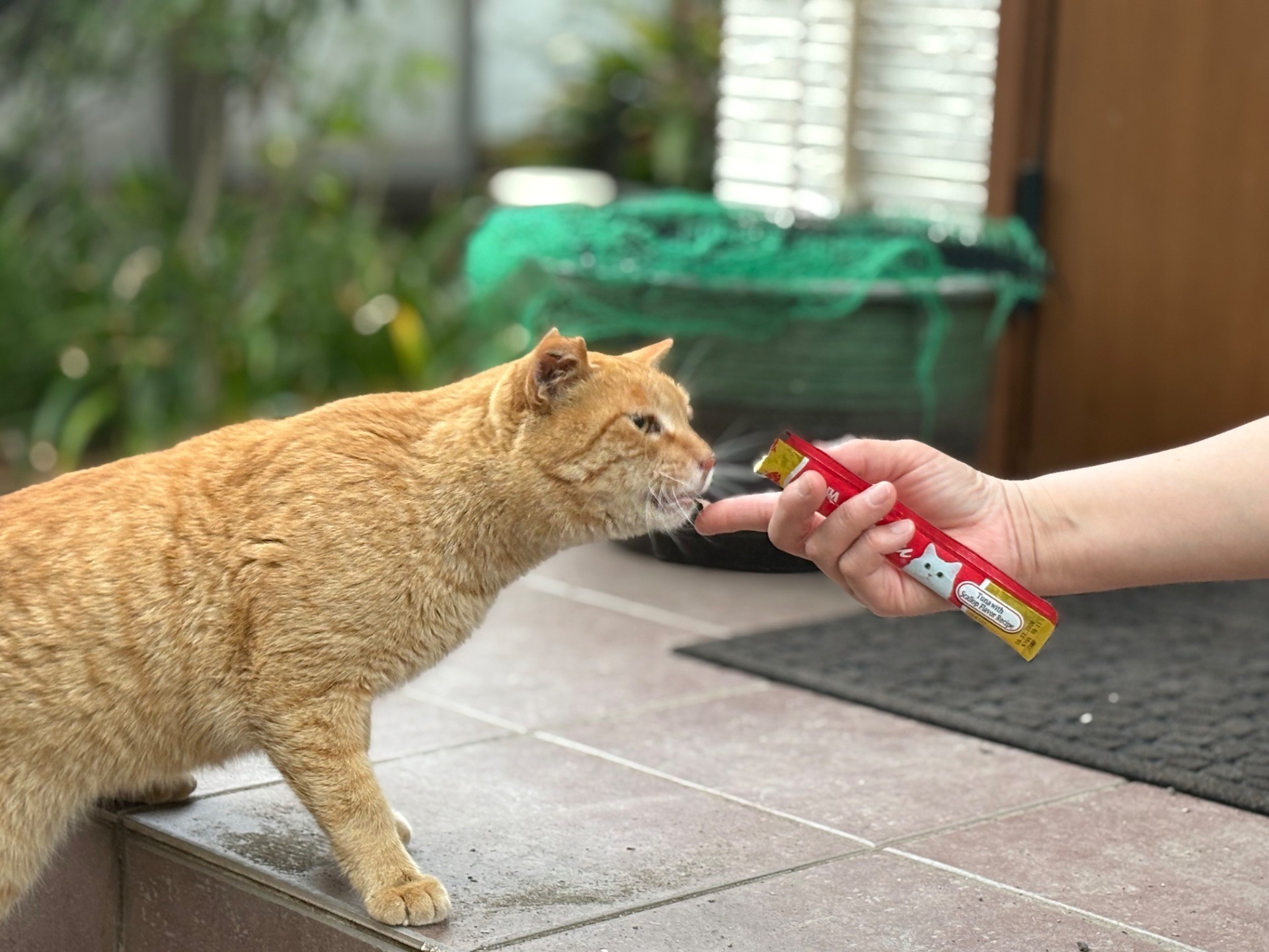 警戒のごはん