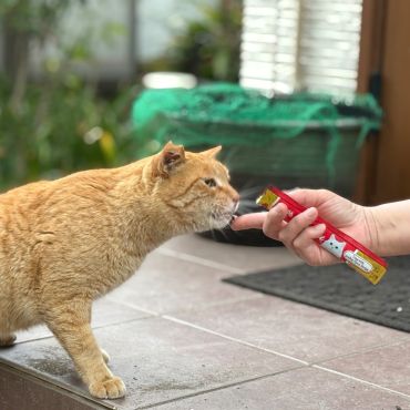 警戒のごはん