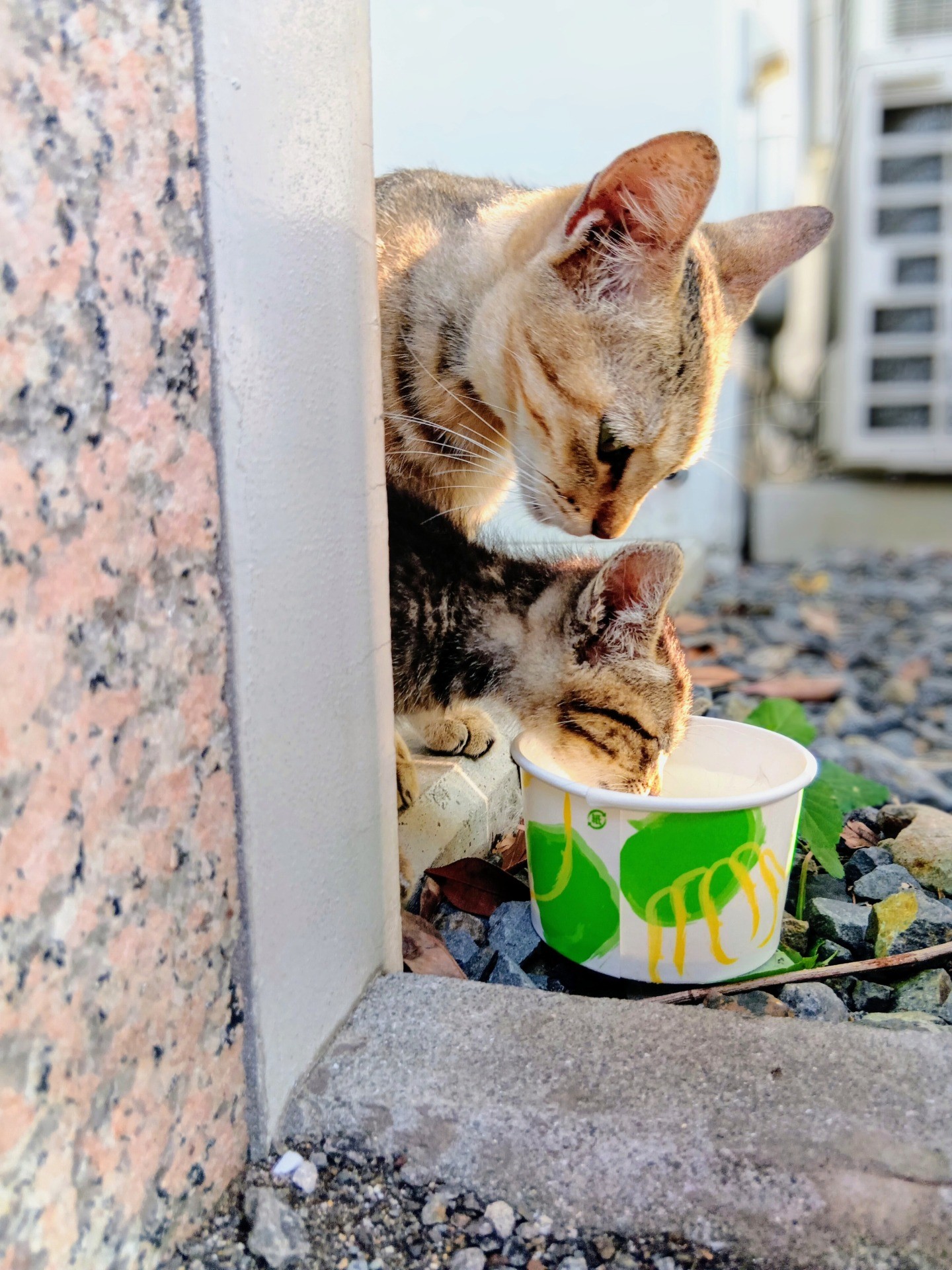 今日からキミのお母さん