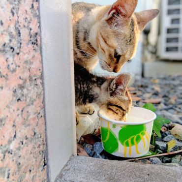 今日からキミのお母さん