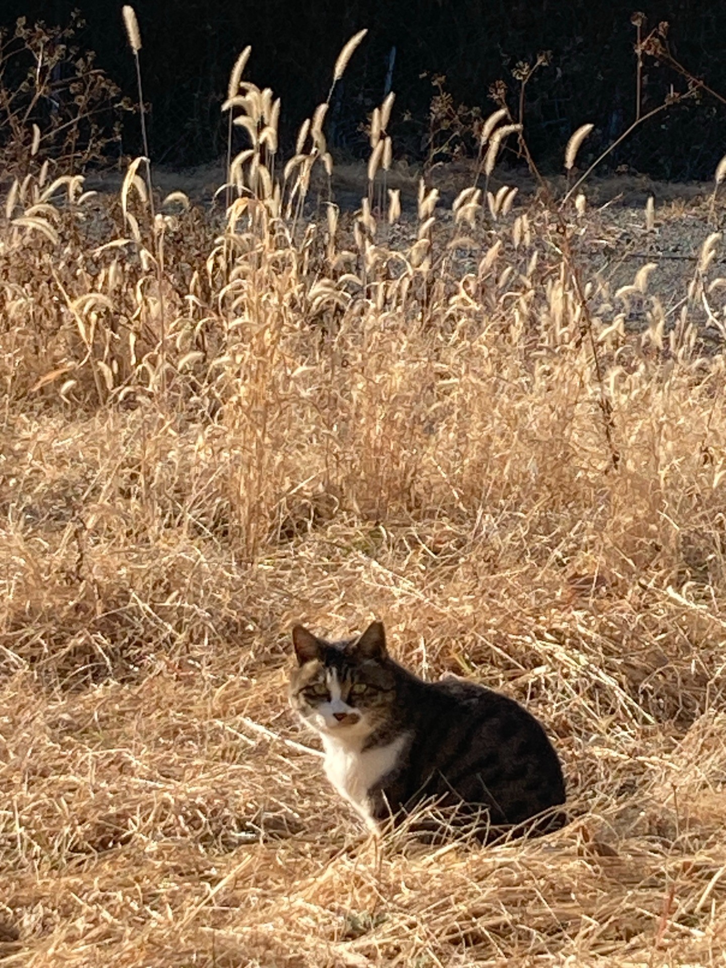 ねこじゃらしとにゃん