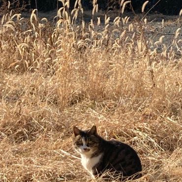 ねこじゃらしとにゃん