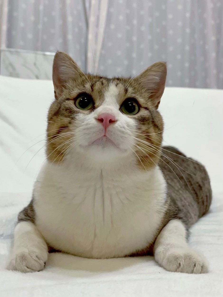ダブルキャリア (猫白血病＋猫エイズ)になんか負けないぞ！！