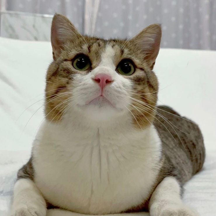 ダブルキャリア (猫白血病＋猫エイズ)になんか負けないぞ！！