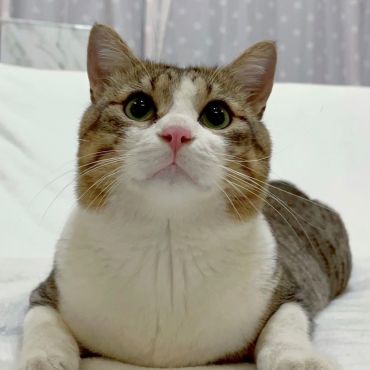 ダブルキャリア (猫白血病＋猫エイズ)になんか負けないぞ！！