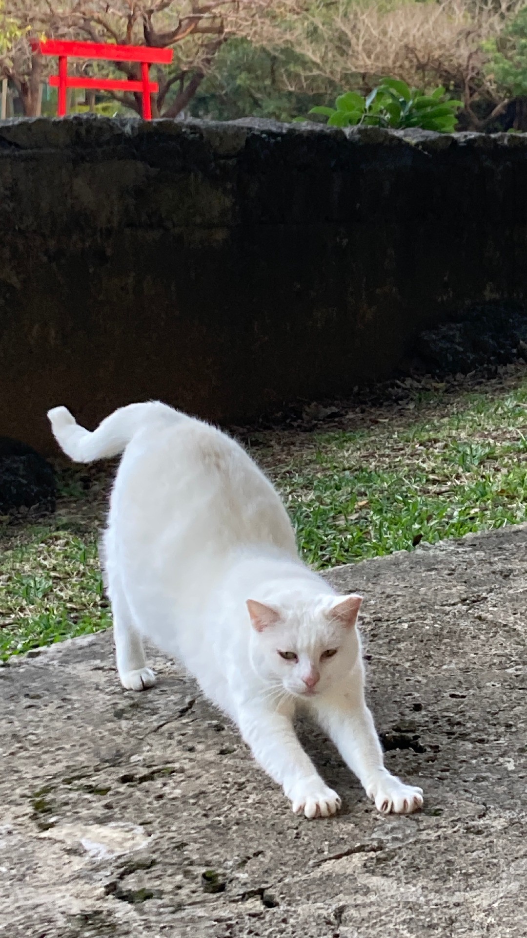 猫神様
