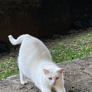 猫神様