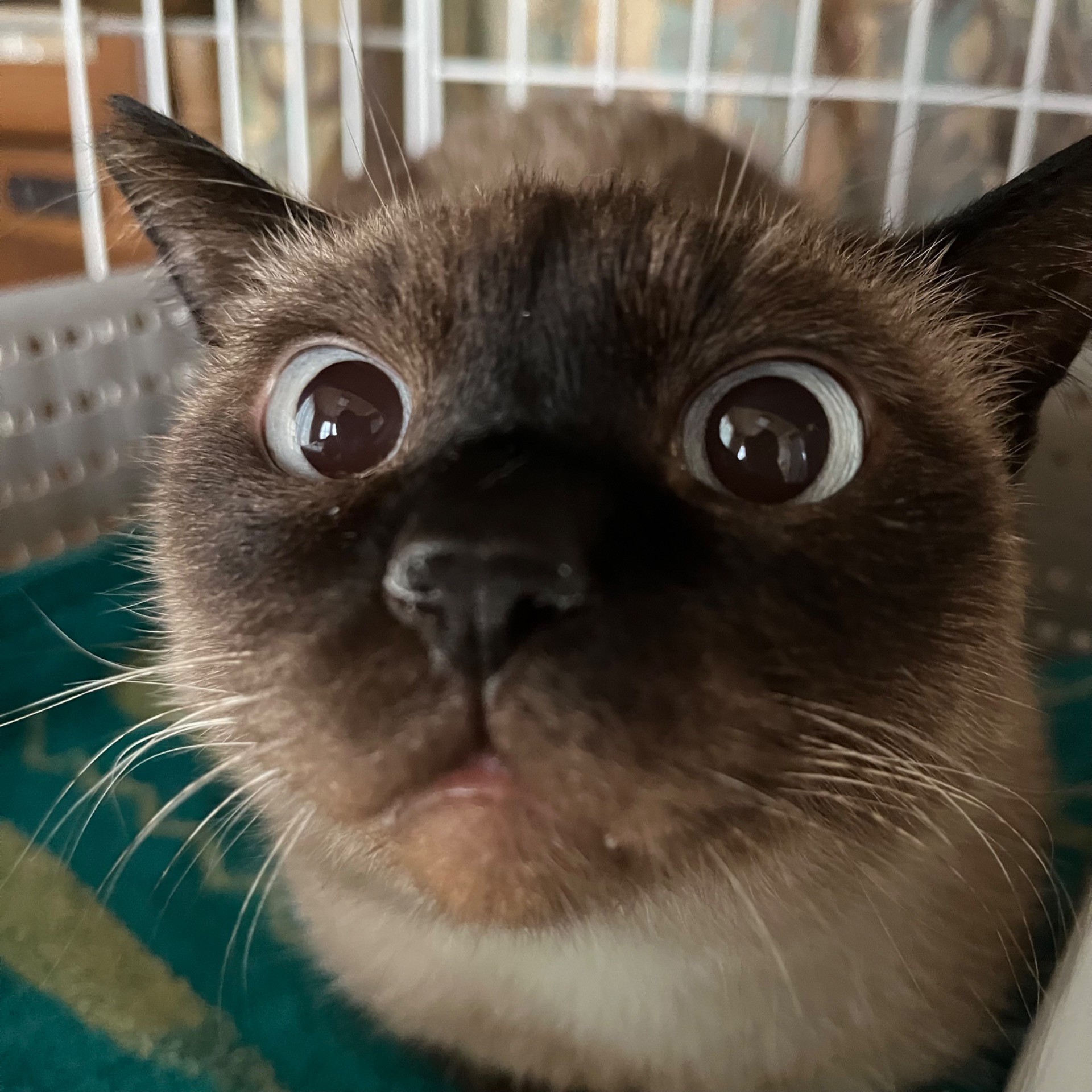 セピアくん