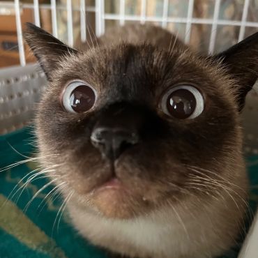 セピアくん