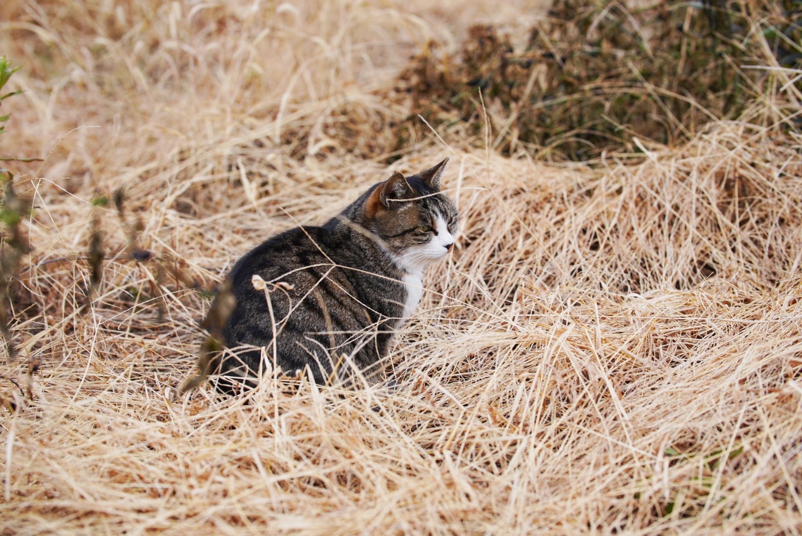 ぼくだけの特等席