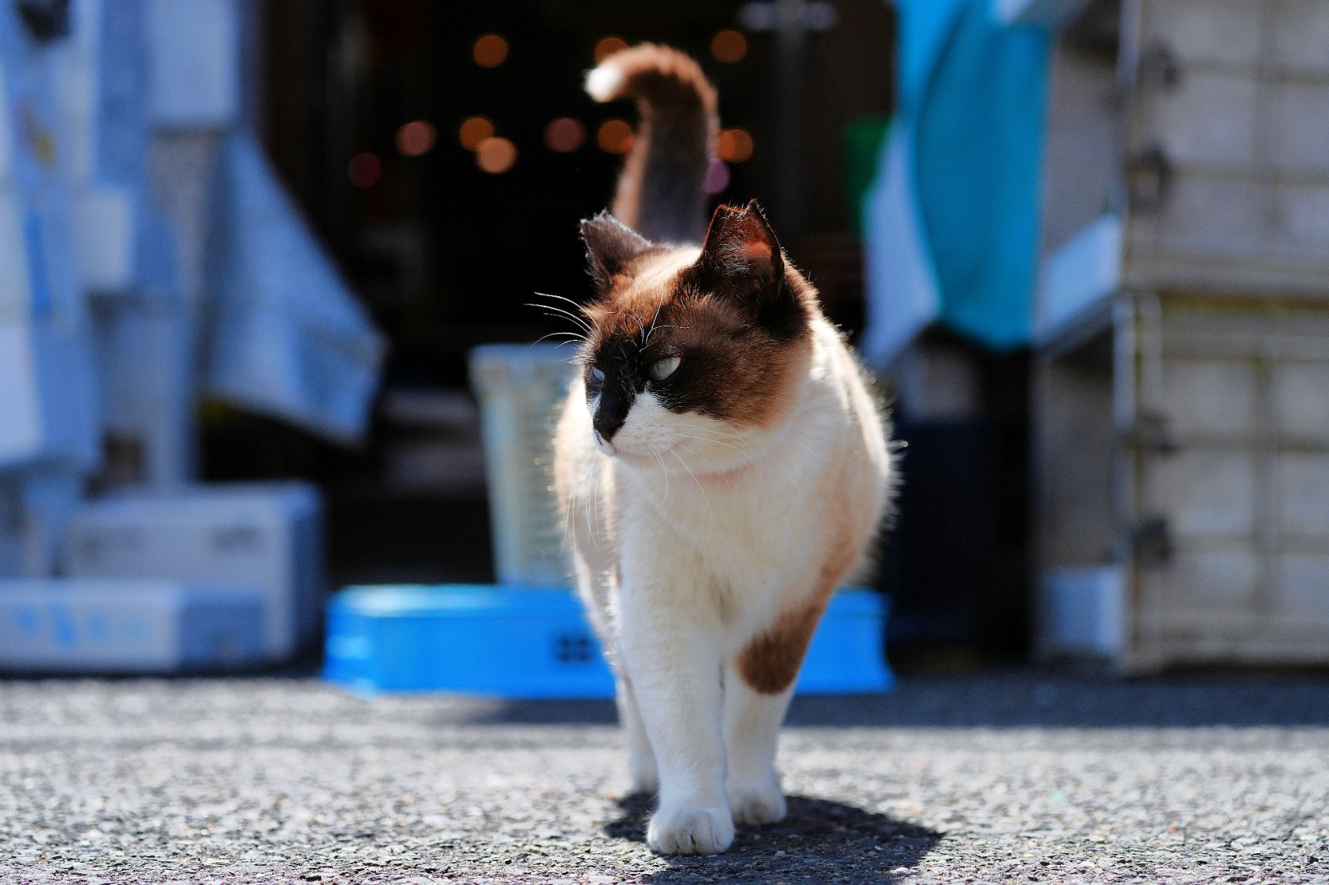 漁港のパンダちゃん