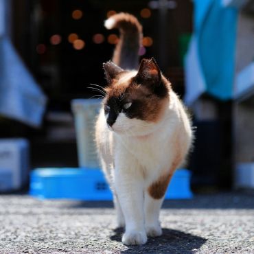 漁港のパンダちゃん