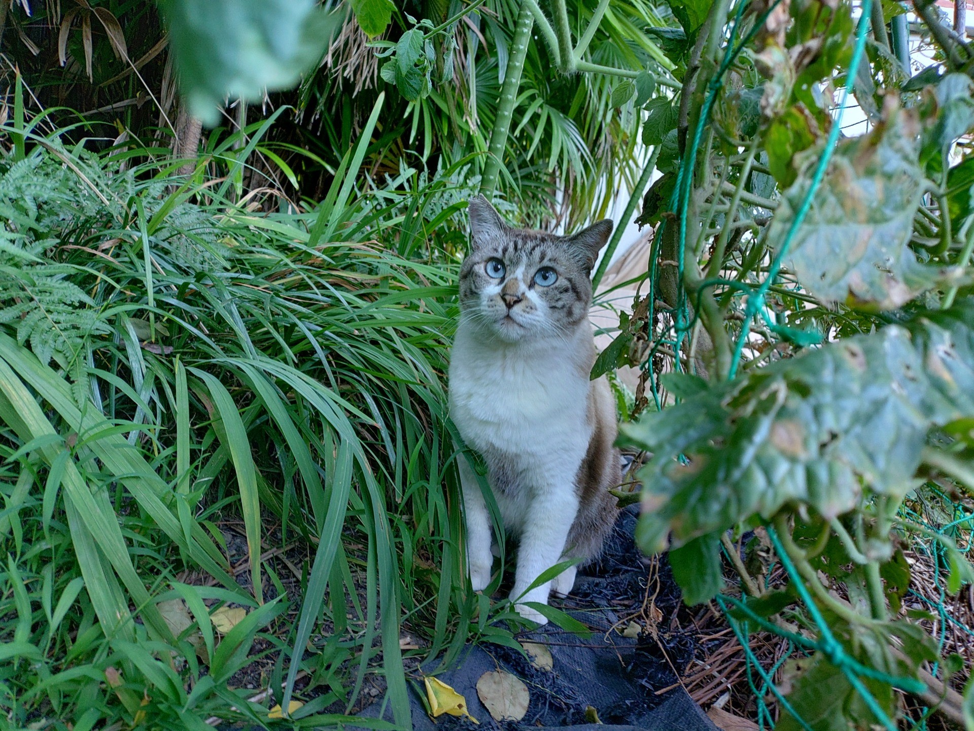 庭のさくらねこ