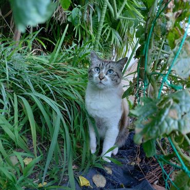 庭のさくらねこ