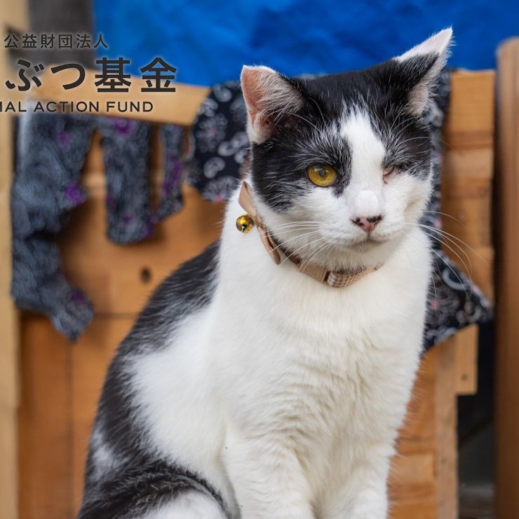 【買わずに飼ってね】ほうきの世界｜目の見えないさくらねこと私たちが家族になるまで【どうぶつ基金】