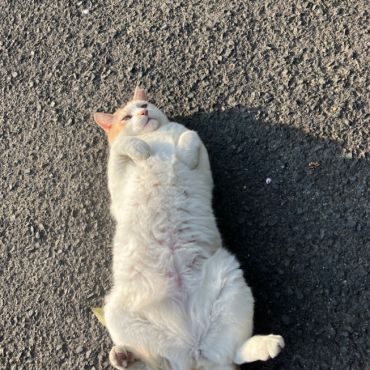 ぽかぽか警備ゼロ