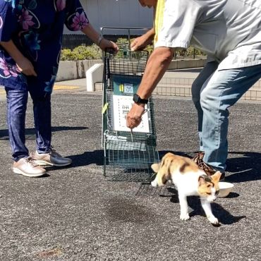 はじめませんか？地域猫活動