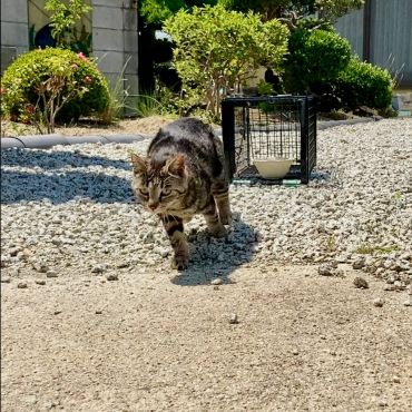 地域猫活動のすゝめ