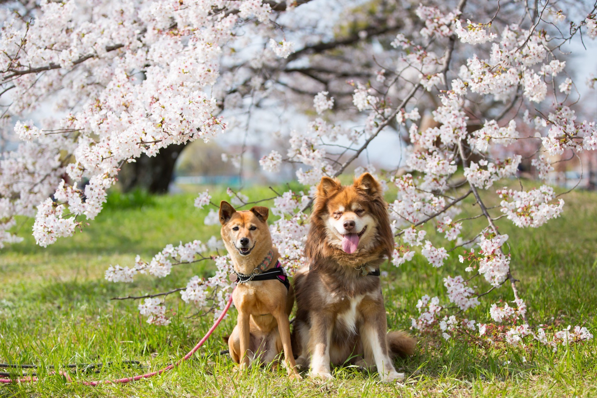 桜とあずきとだいず。