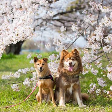 桜とあずきとだいず。