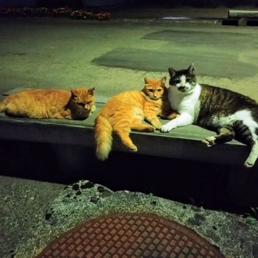 夏の夜