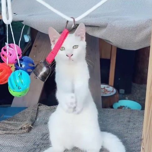 幸せ願う　白猫様