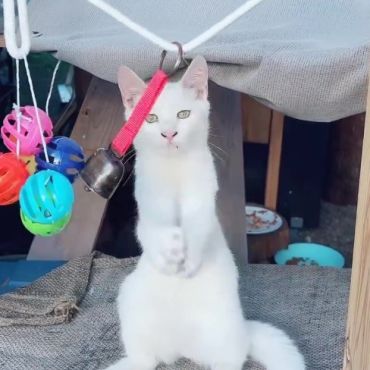 幸せ願う　白猫様