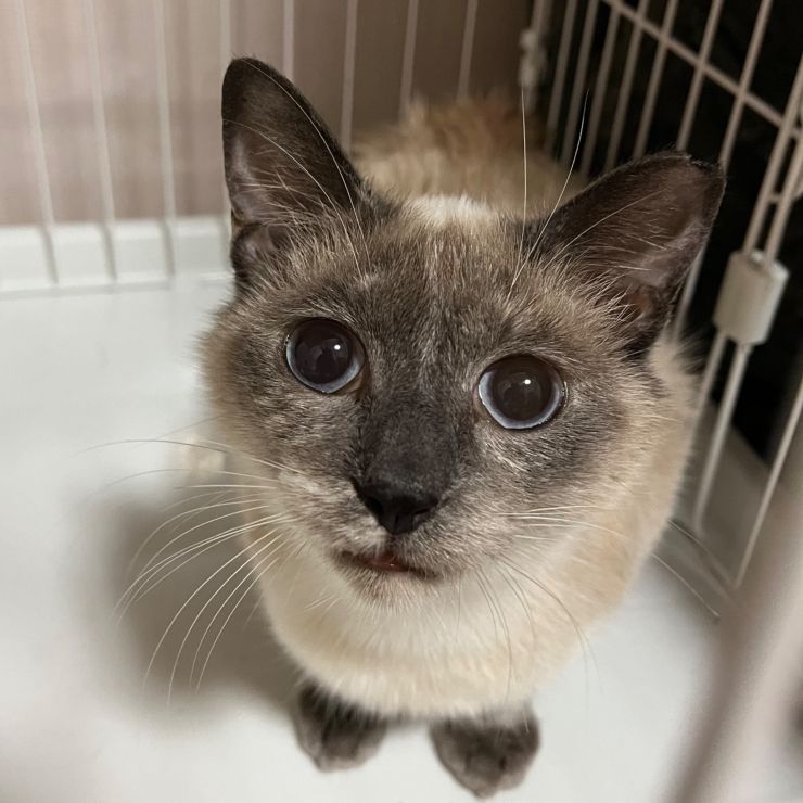 元飼い猫 うららちゃん