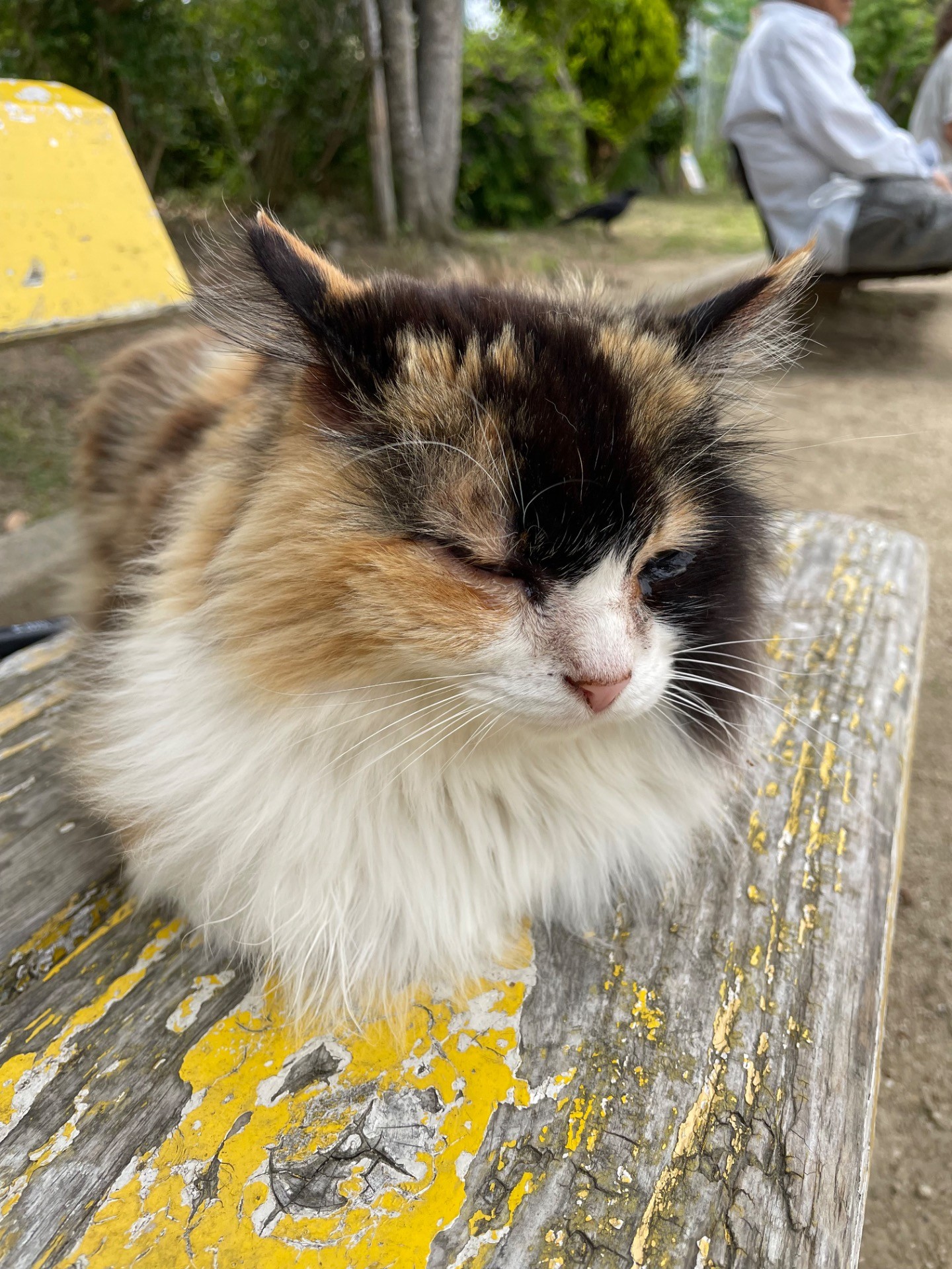 地域猫