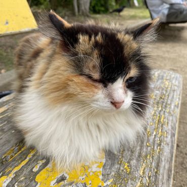 地域猫