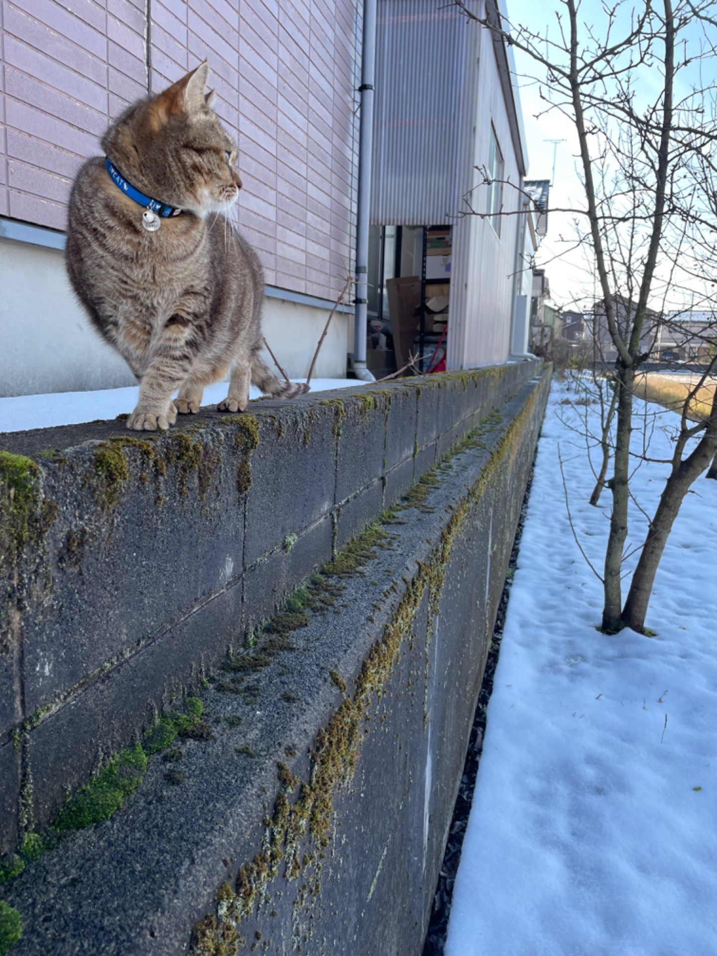 雪の中をパトロール