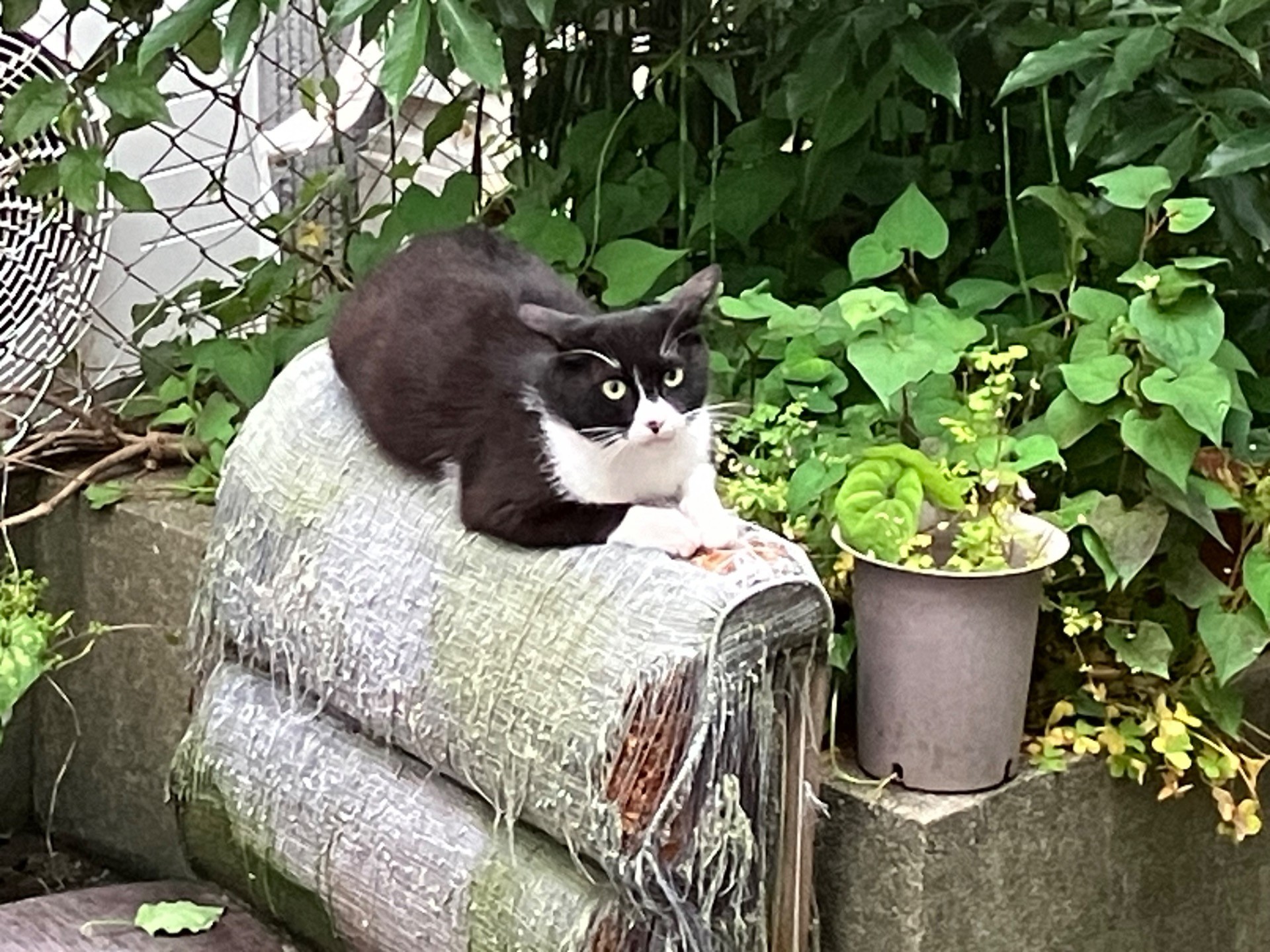 突然ハチワレさん登場