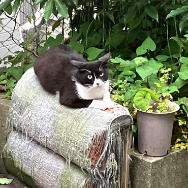 突然ハチワレさん登場