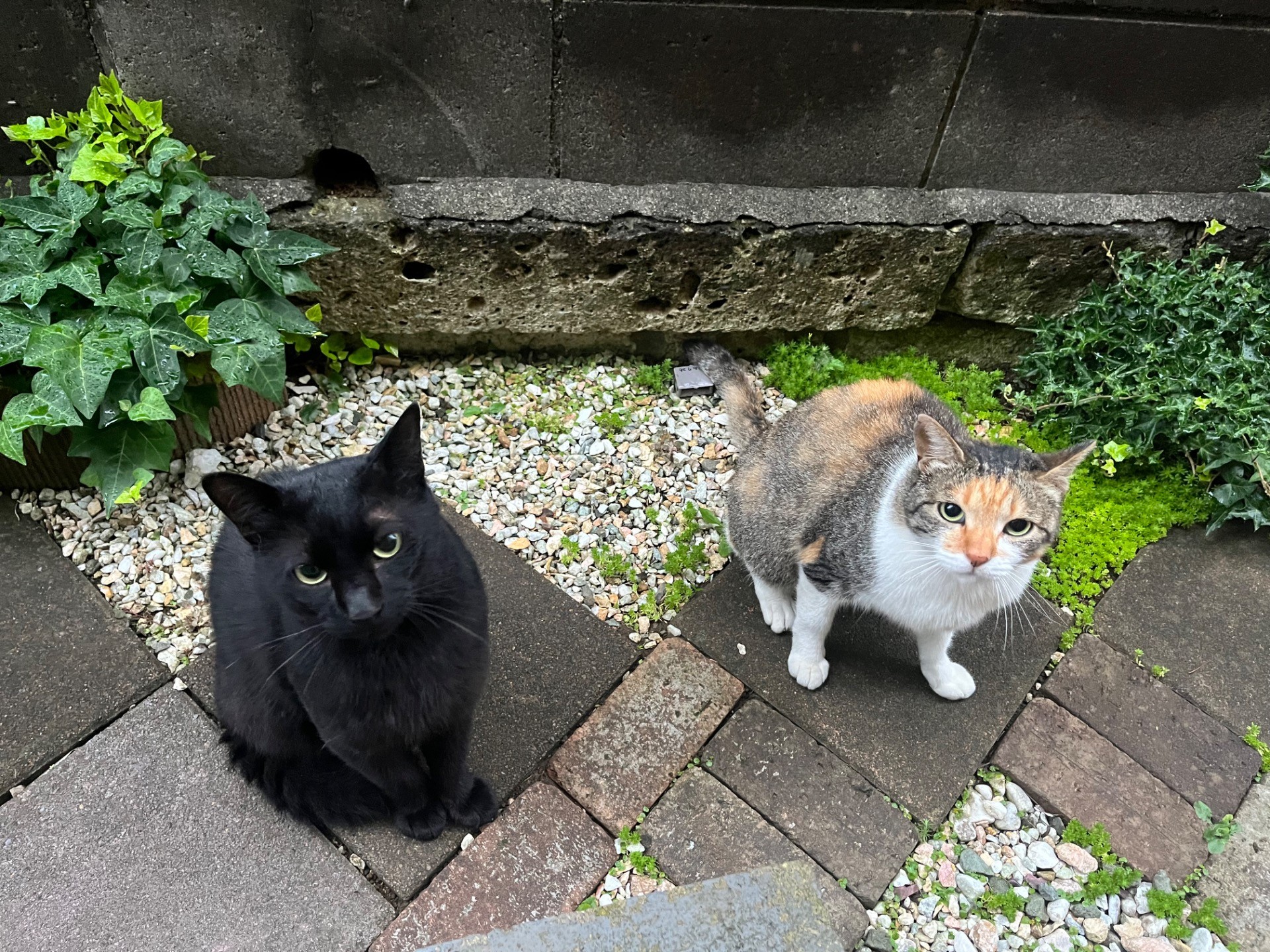 ご飯まだかな？