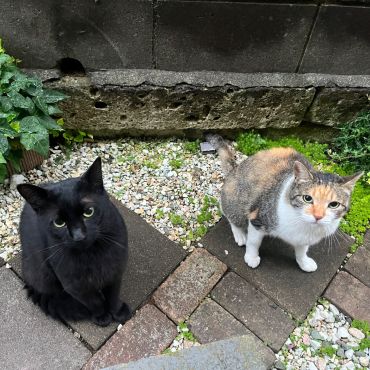 ご飯まだかな？