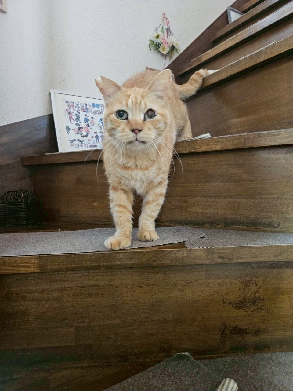 さくらねこ