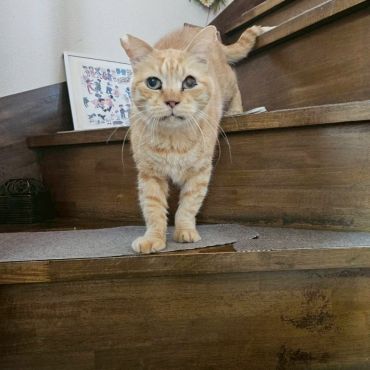 さくらねこ