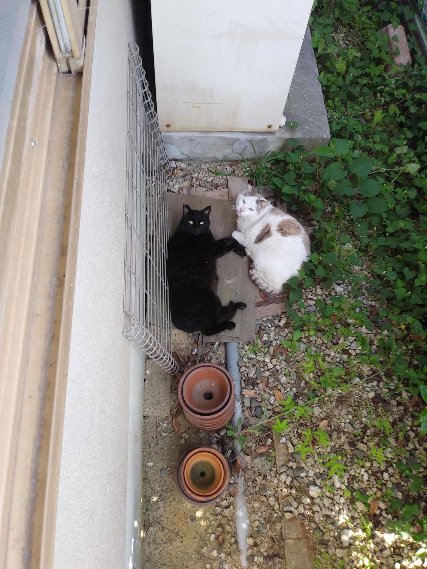 仲良しさくらねこ