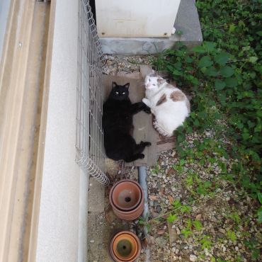 仲良しさくらねこ