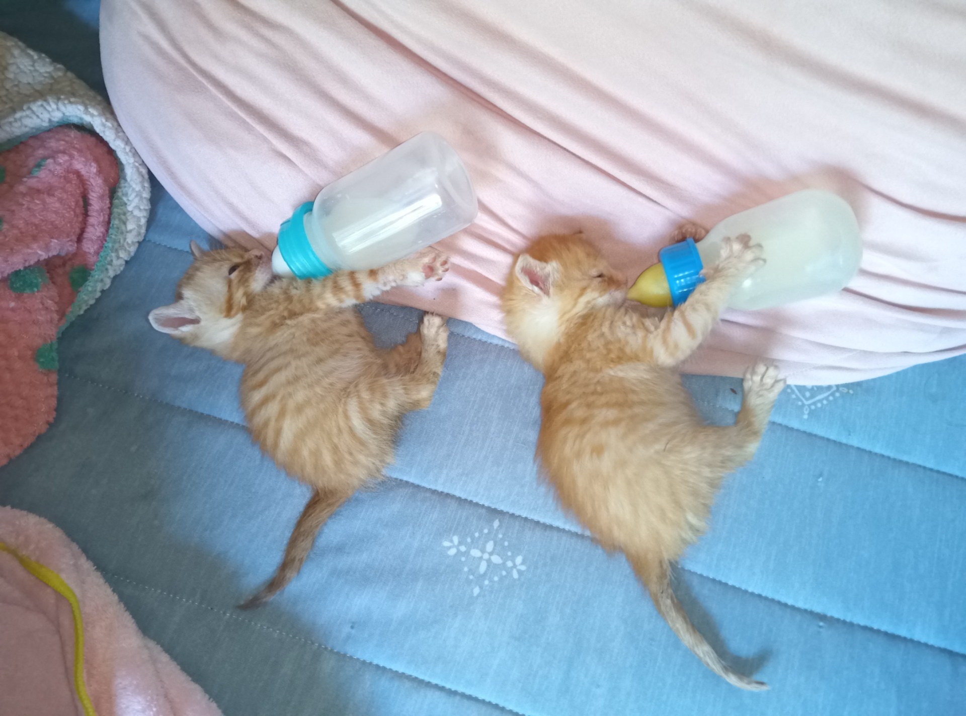 いのちつないだにゃんこ