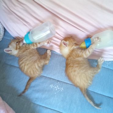 いのちつないだにゃんこ