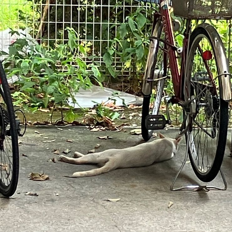 生きててこその酷暑にゃん。