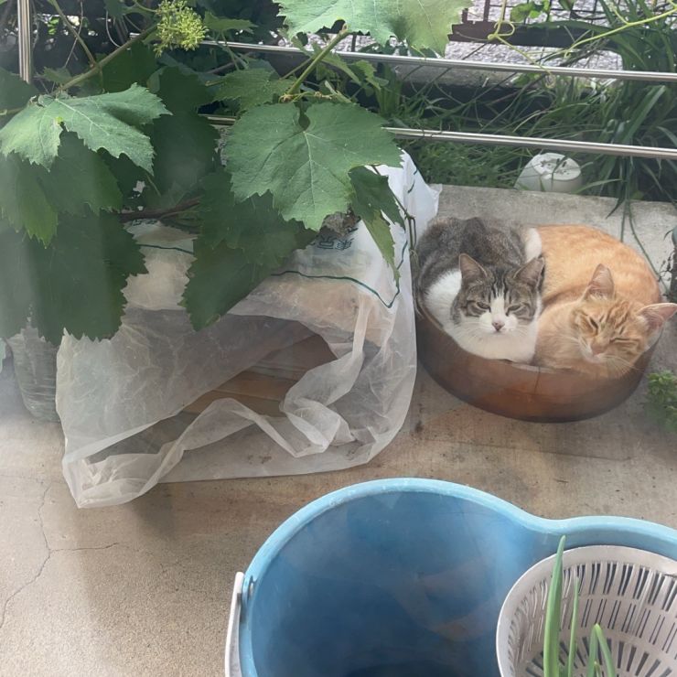 仲良し