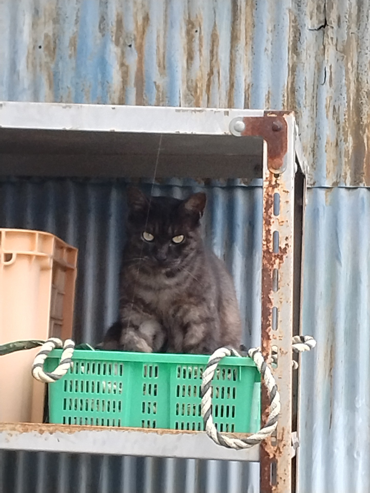 見つかっちゃった